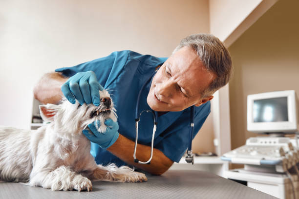 Best Mobile Emergency Dentist in River Park, FL